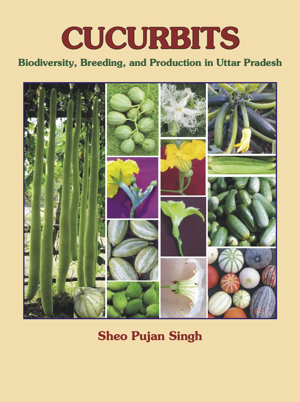 Curcurbits -Biodiversity, Breeding, and Production in Uttar Pradesh